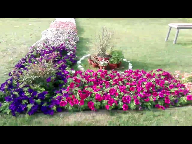 Video thumbnail for Lush Green Lawn in Spring Season | Beautiful Flowers in Spring Season