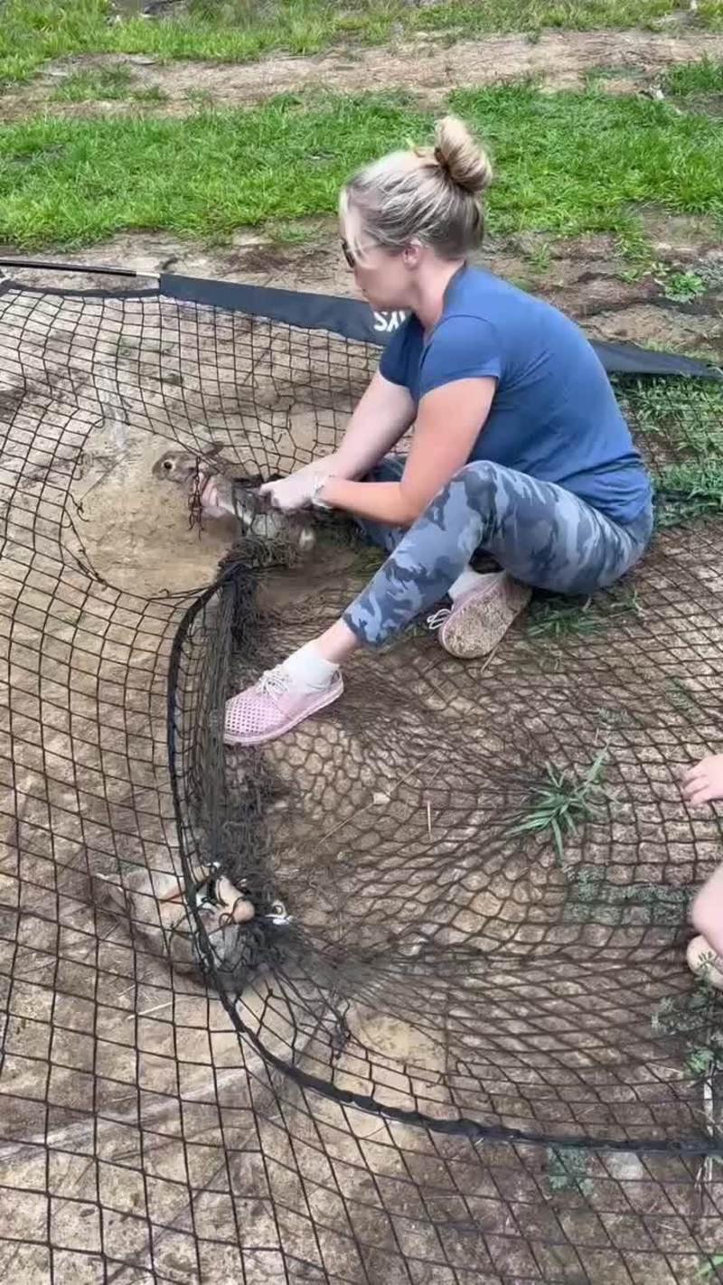 Video thumbnail for Family Rescues Trapped Wild Rabbits from Backyard Soccer Net