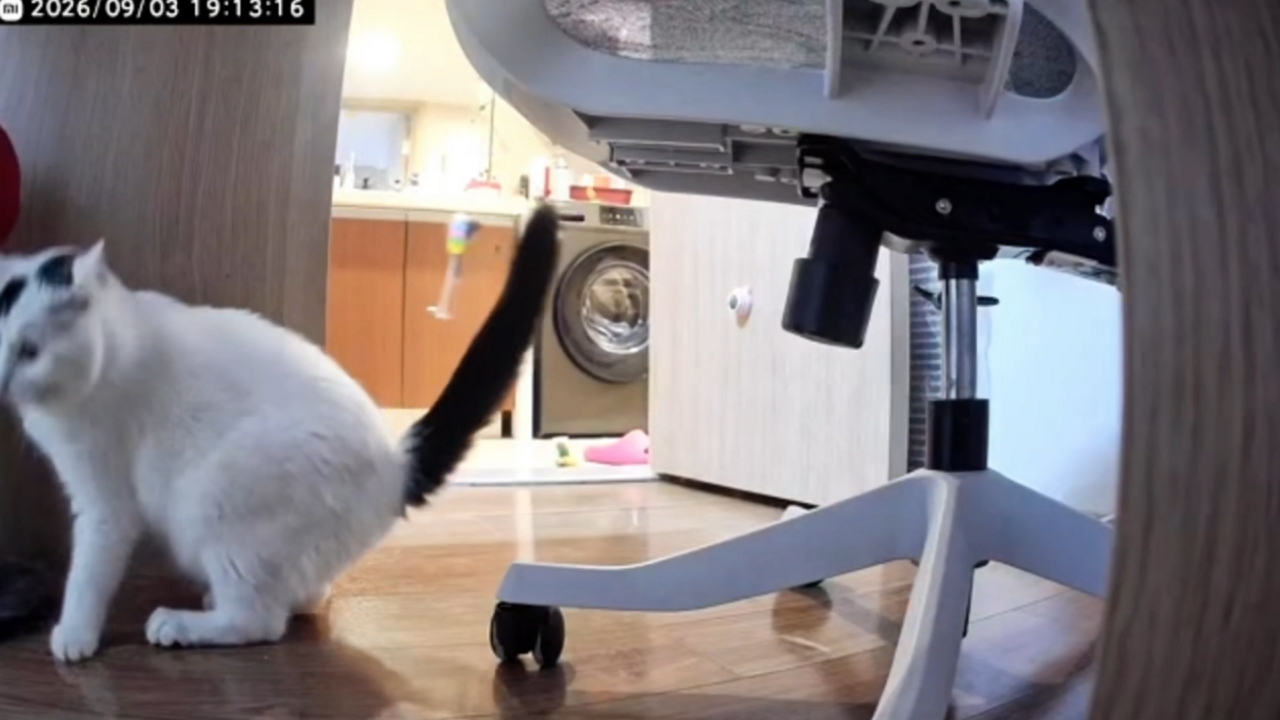 Video thumbnail for Cat Moves Mushroom-Shaped Scratching Post Across Room