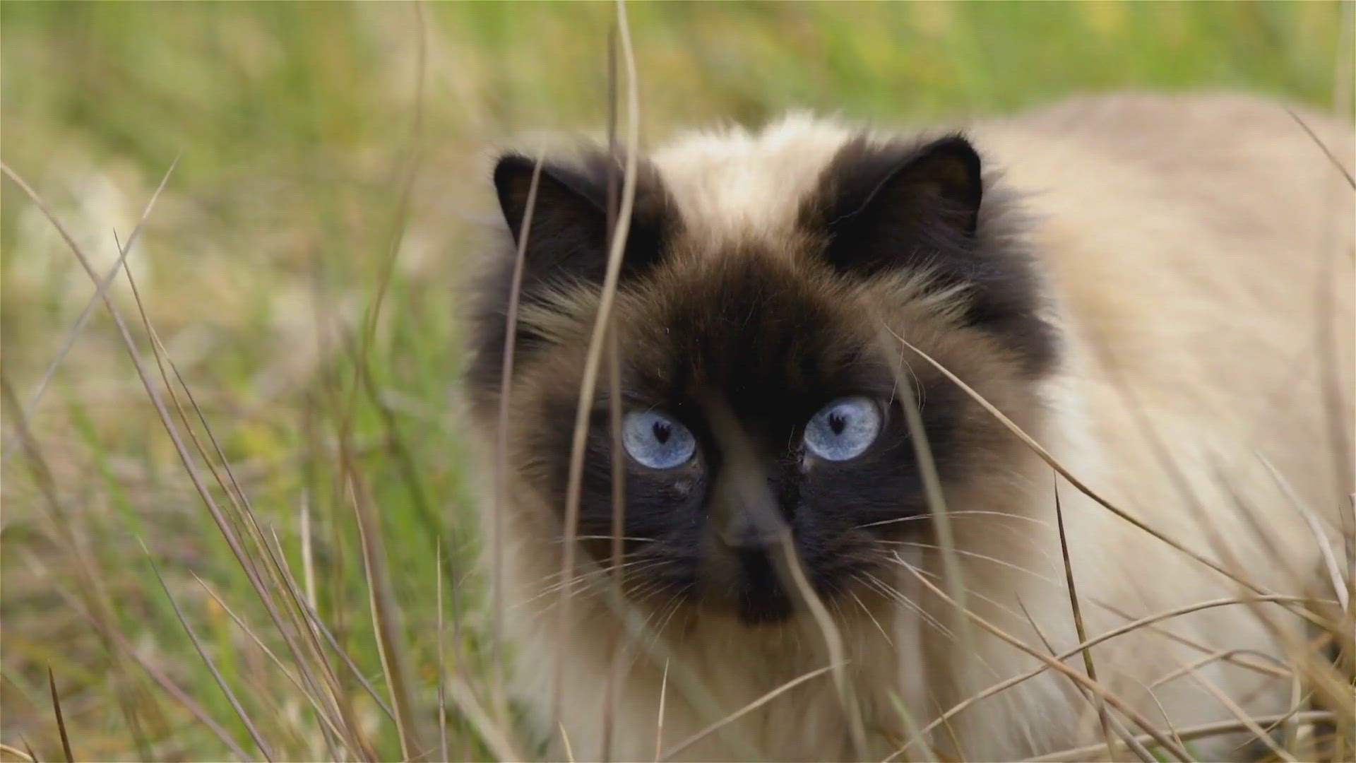 'Video thumbnail for Ragdoll vs Birman: Which Cat Steals the Show?'