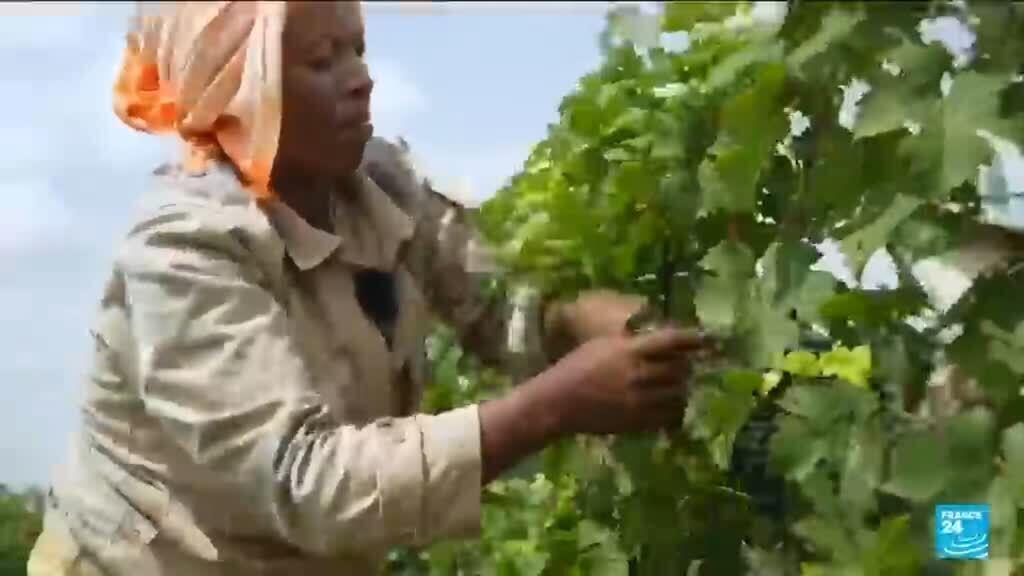 Video thumbnail for Ethiopia uncorks a wine boom, Bordeaux vines driving exports and local demand