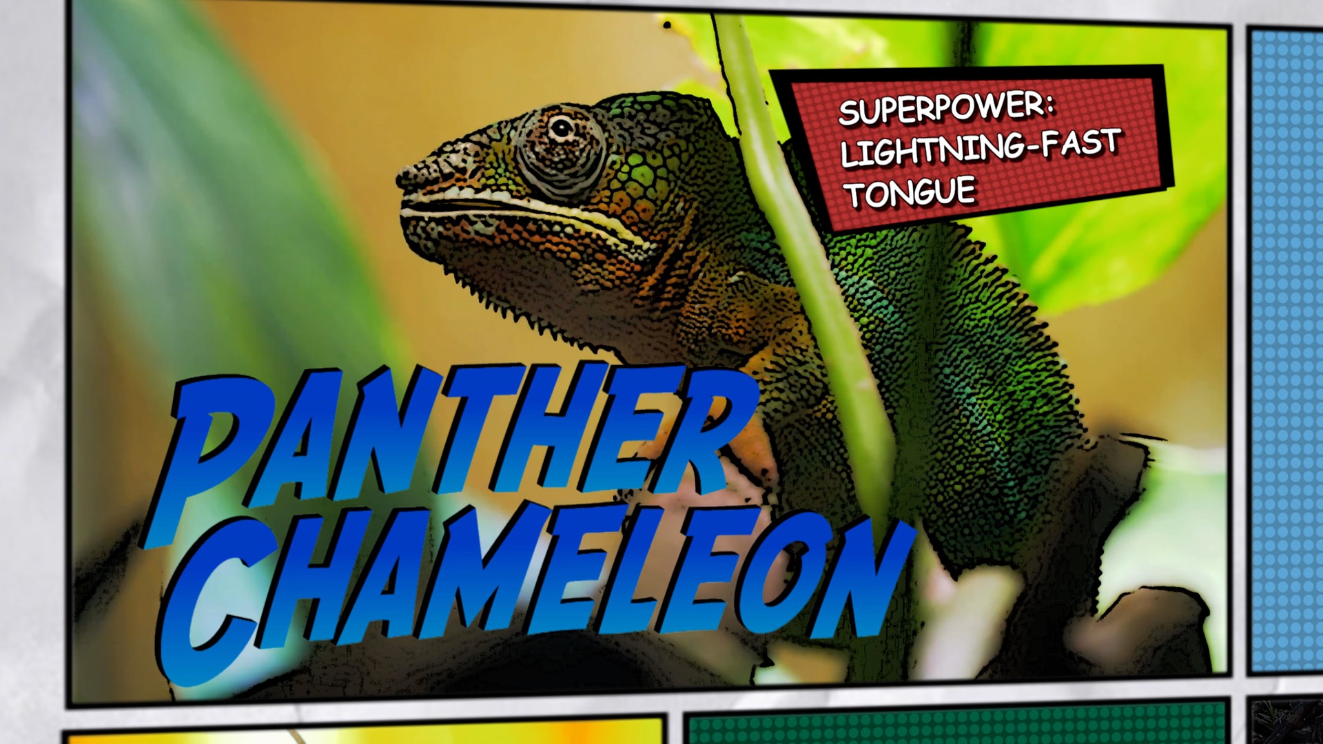 Video thumbnail for Super Animals -- Panther Chameleon