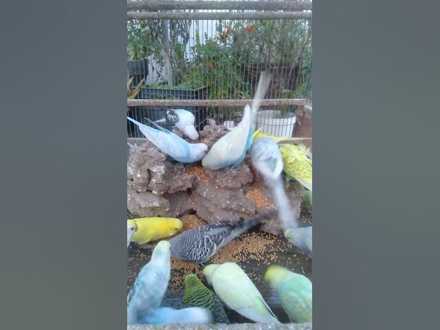 Video thumbnail for 🌿インコが喜ぶ自然ごはんの作り方🍎簡単3ステップ