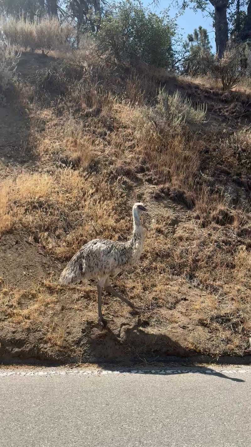 Video thumbnail for Stray Emu Strolling along a Mountain Roadside