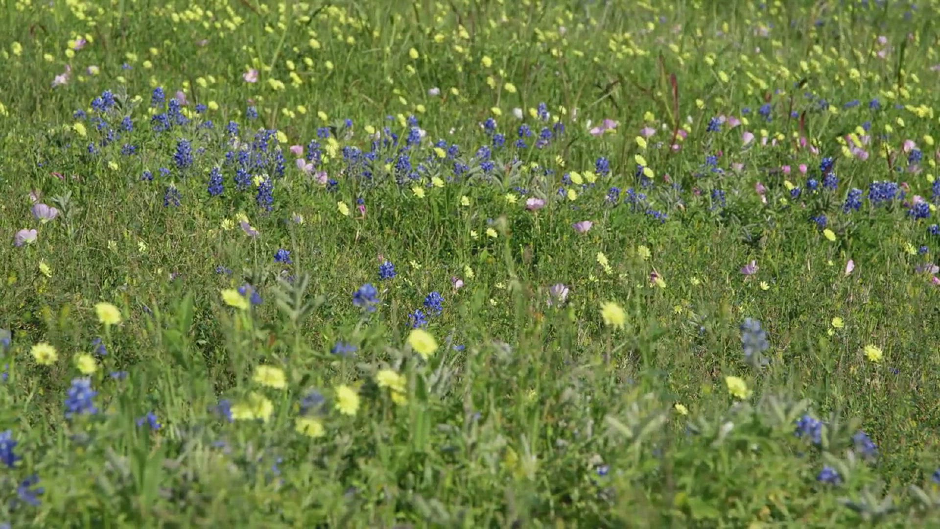 'Video thumbnail for The Most Popular Types of Wildflowers'