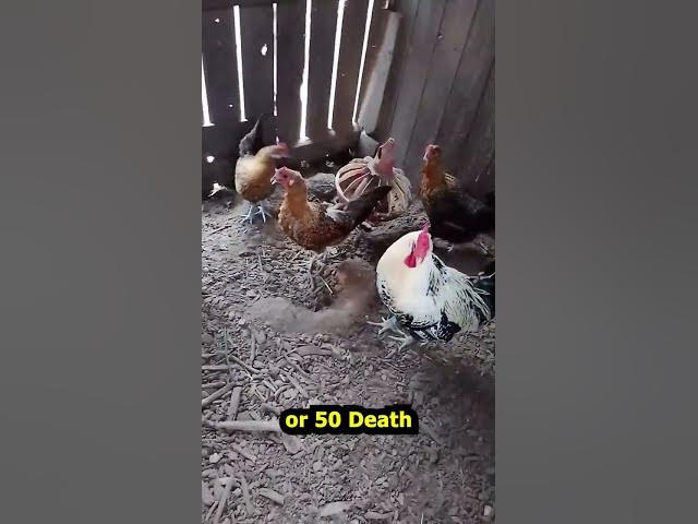 Video thumbnail for Death Layer Barn Sept 14, 26 #Shorts