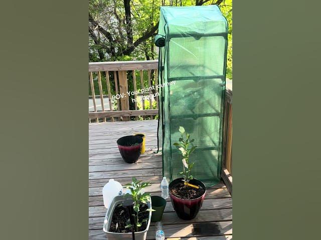 Video thumbnail for #beginnergardening #comment #gardening #greenhouse #growyourownfood