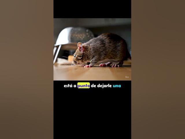 Video thumbnail for “Mi gato se cree Einstein… pero ni pa’ ratonera sirve 😂🐭”