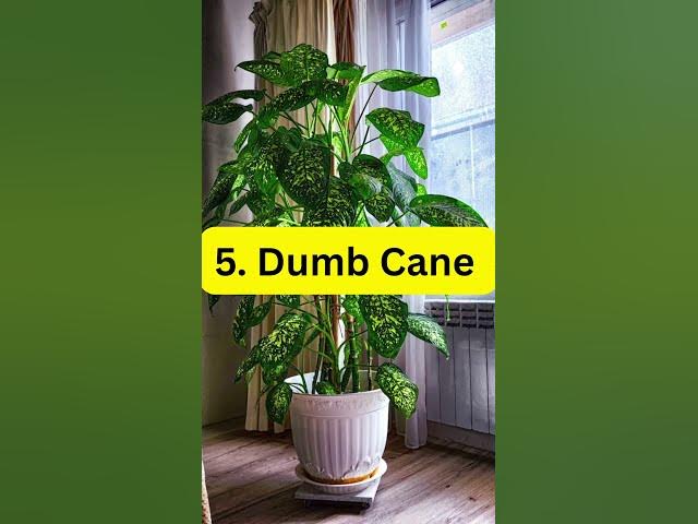 Video thumbnail for 7 Plants That Grow Without Sunlight #plants #houseplants #indoorgardening