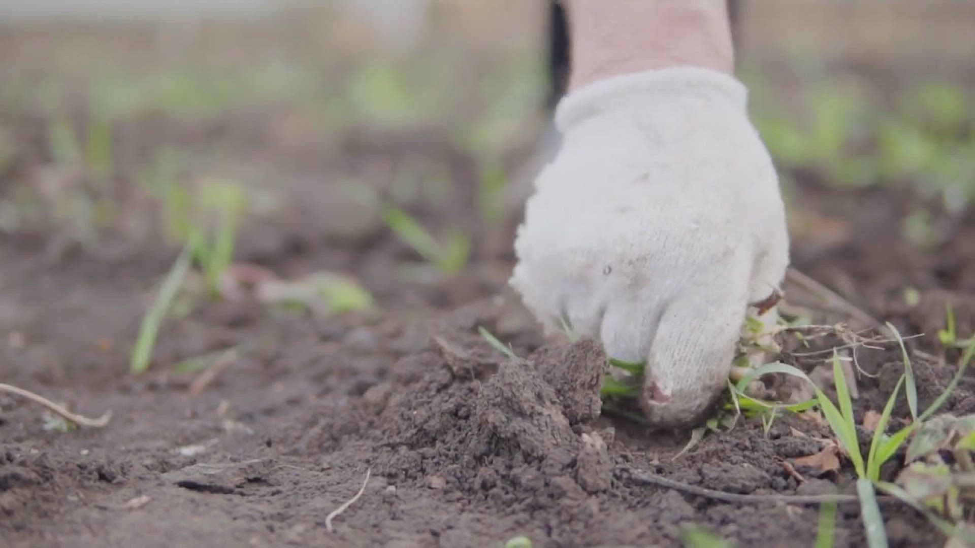 'Video thumbnail for What Kills Weeds Permanently'