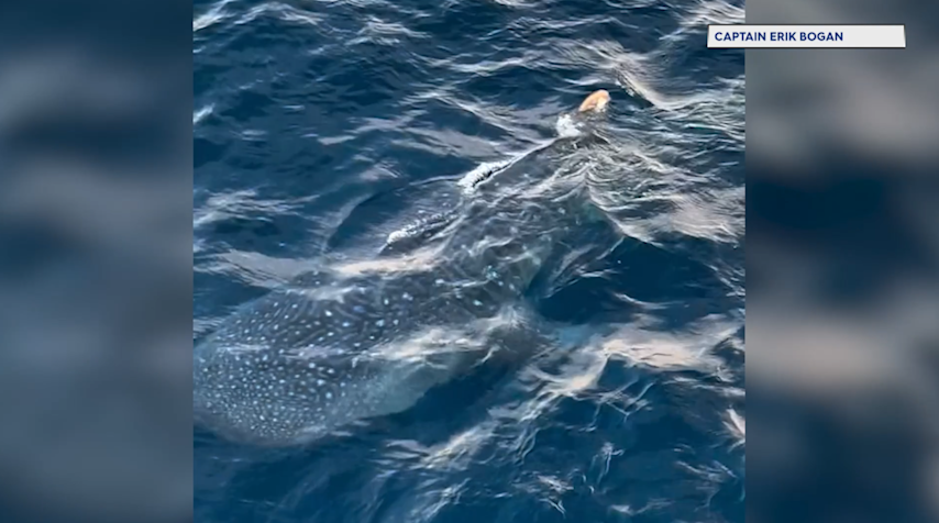 Video thumbnail for Brielle fishing vessel catches rare shark sighting on video