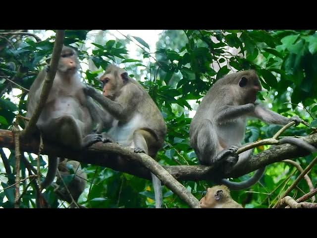 Video thumbnail for monkey lifestyle daily #monkey #wildlifeentertainment