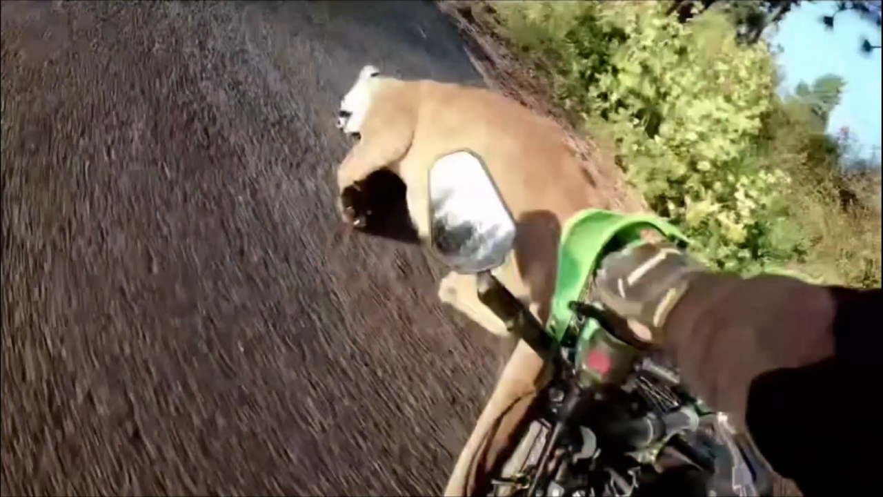 Video thumbnail for Motorcycle Hits Cougar on Rural Washington Road