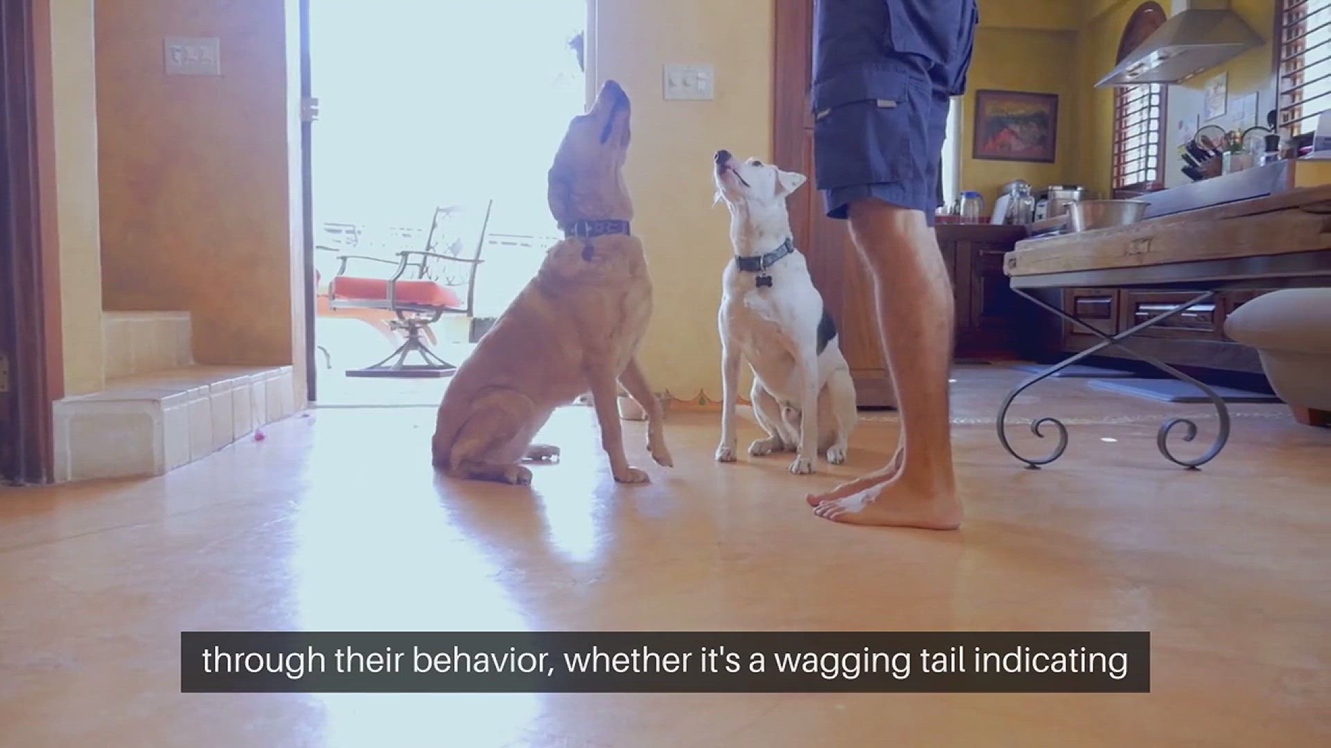 Video thumbnail for Understanding Pet Behavior