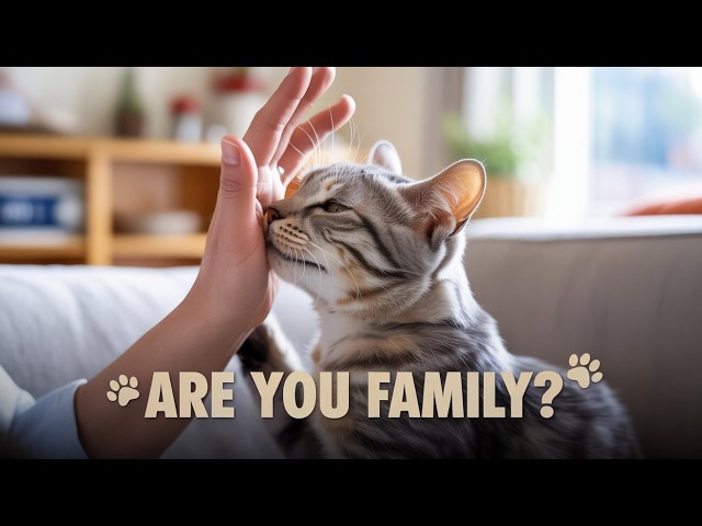 Video thumbnail for How to Tell If Your Cat Really Thinks You’re Family