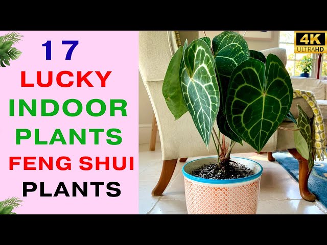 Video thumbnail for 17 Houseplants that Bring Good Luck and Positive Vibes | Feng Shui Plants | Lucky Indoor Plants