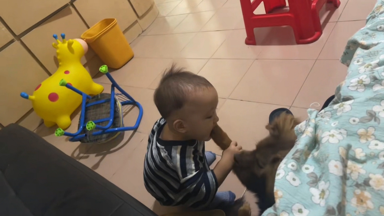 Video thumbnail for Toddler Surprised as Dog Pulls Paw Away During Play