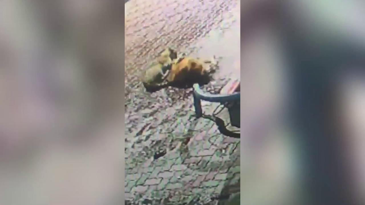 Video thumbnail for India: Nighttime tiger attack near gas station, calf gets no chance to escape despite brave rescue attempt.
