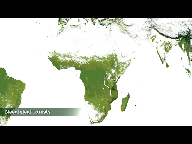 Video thumbnail for The World’s Forests Mapped