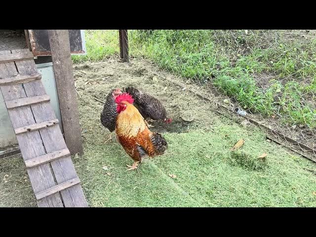 Video thumbnail for What's the best location for a chicken coop?