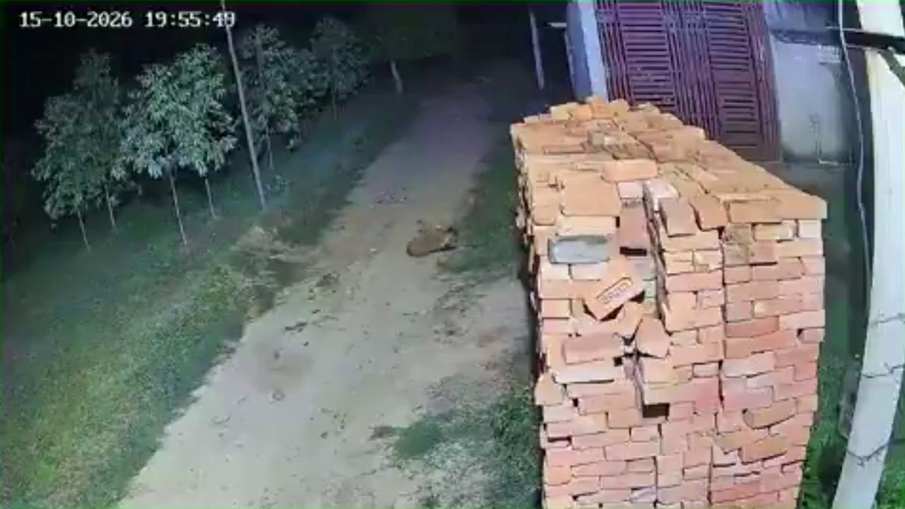 Video thumbnail for India: Leopard emerges from jungle, snatches dog roaming through narrow alley, carries it away into wilderness.