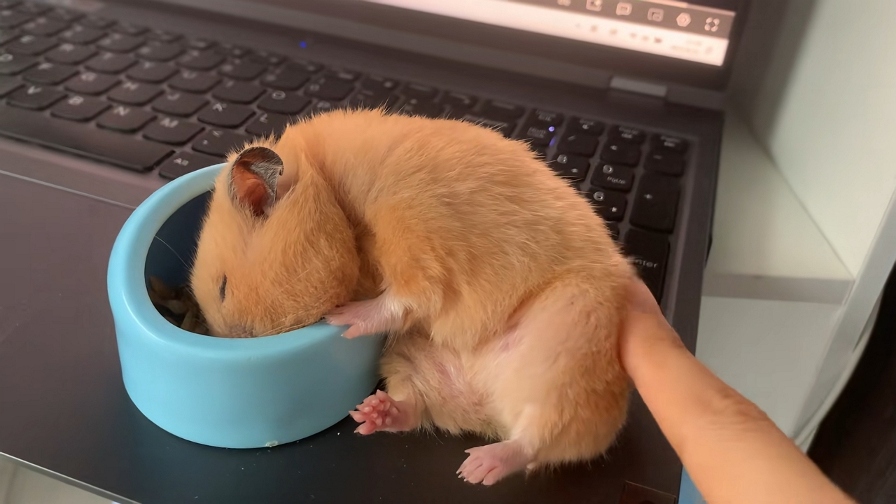 Video thumbnail for Sleepy Hamster Naps with Head in Food Bowl