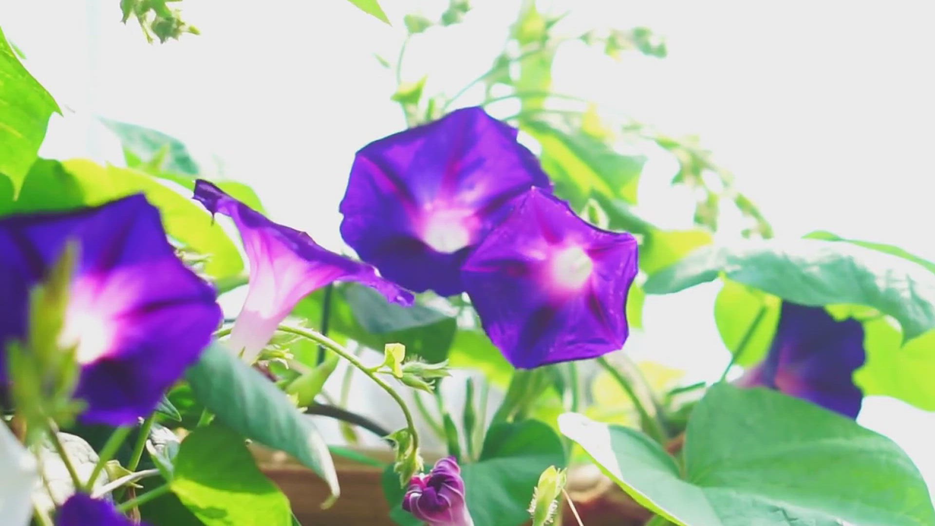 'Video thumbnail for 10 Beautiful Vines that Grow from Seed'