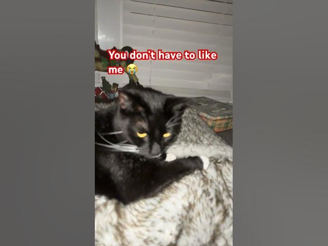 Video thumbnail for You don’t have to like me 😭#catlovers #cat#cute#fyp#subscribe