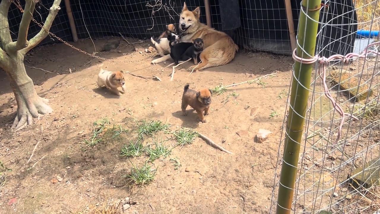 Video thumbnail for China: Puppy in China gets stuck on mother’s chain while running.