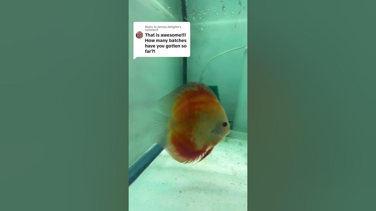 Video thumbnail for Why do they keep doing this. Confused why my red melon discus pair keep eating their babies