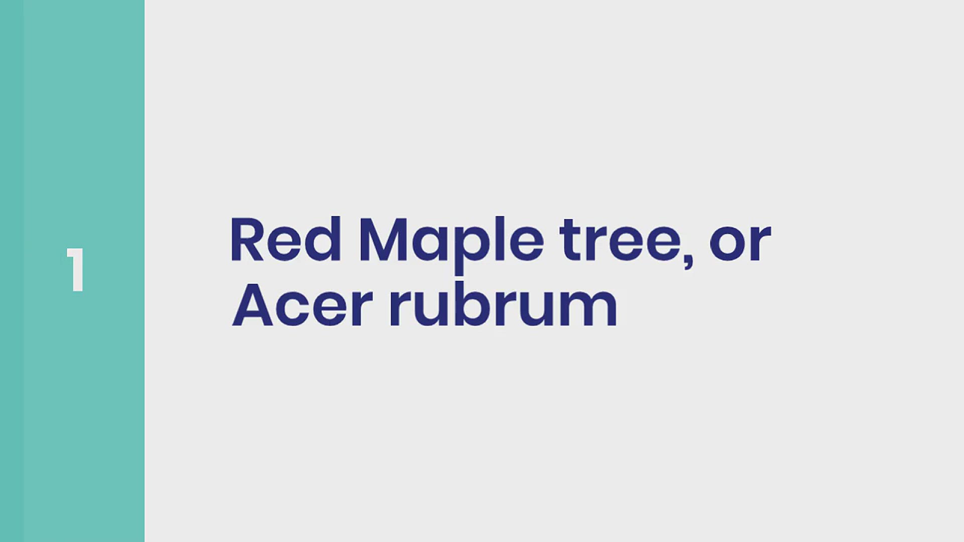 'Video thumbnail for 10 Trees with Red Leaves'