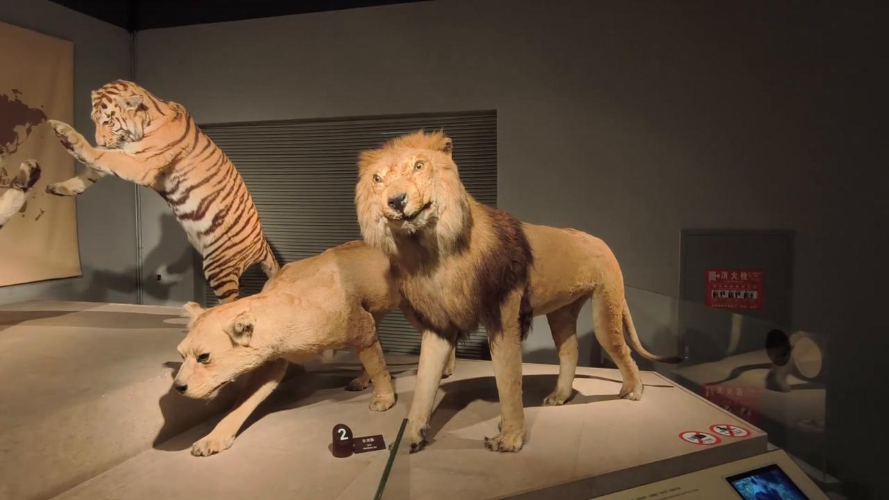Video thumbnail for China: Shanghai Natural History Museum.