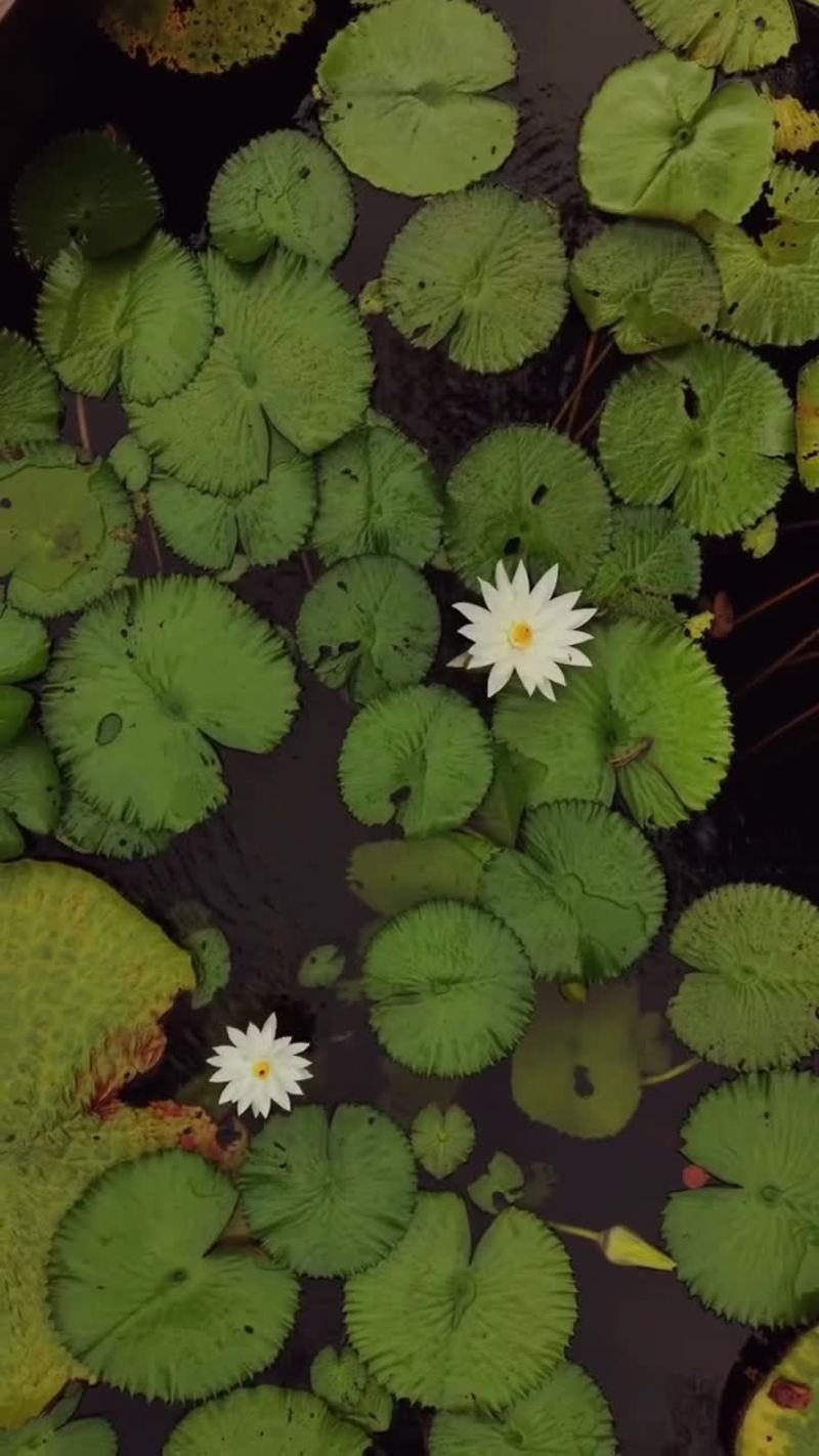 Video thumbnail for Inside the Real White Lotus Hotel in Koh Samui