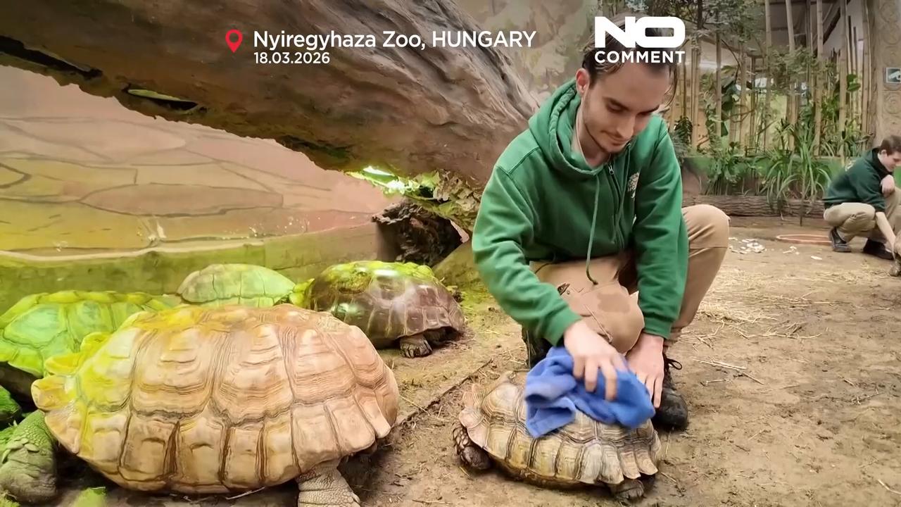 Video thumbnail for Hungary: Wellness day for endangered tortoises at Nyíregyháza Zoo
