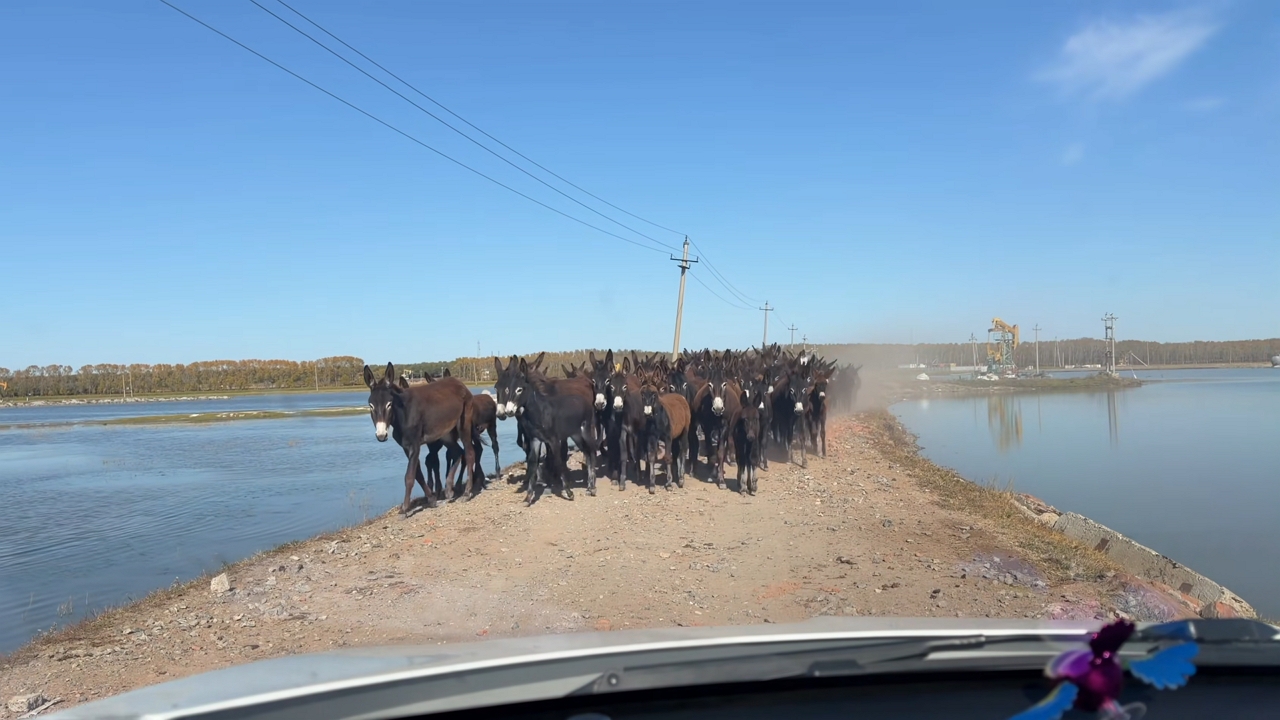 Video thumbnail for Donkeys Block Road While Crossing Near Lake in Heilongjiang