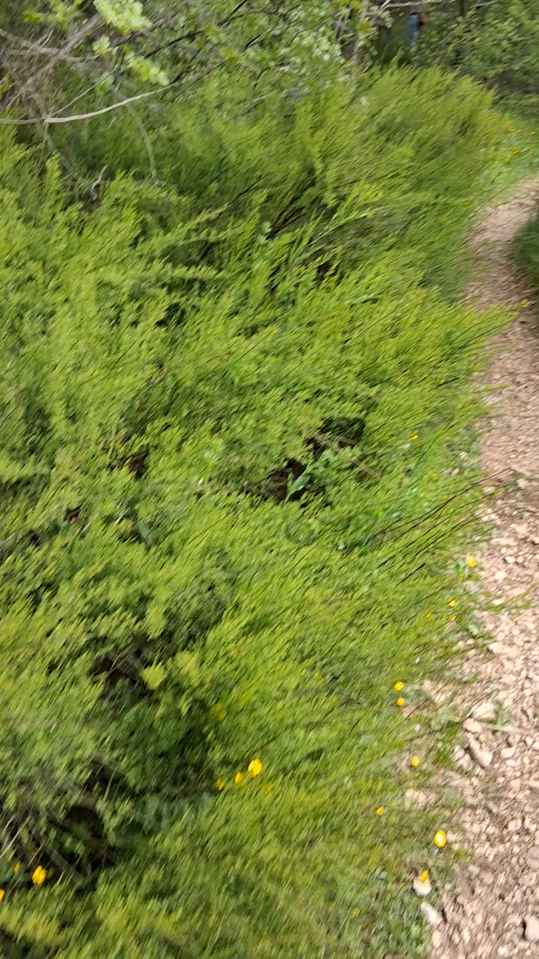 Video thumbnail for 20250421_104638.mp4