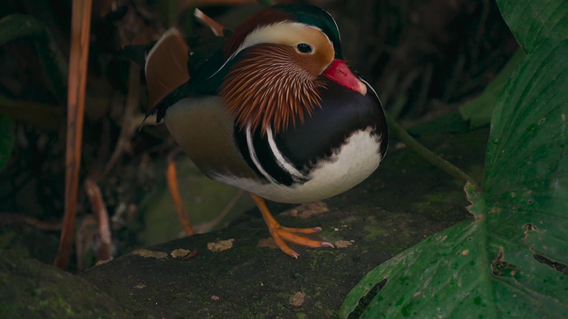 Video thumbnail for duck 2