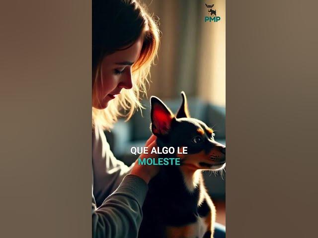 Video thumbnail for ¡Descubre por qué tu perro se rasca! Guía rápida #shorts
