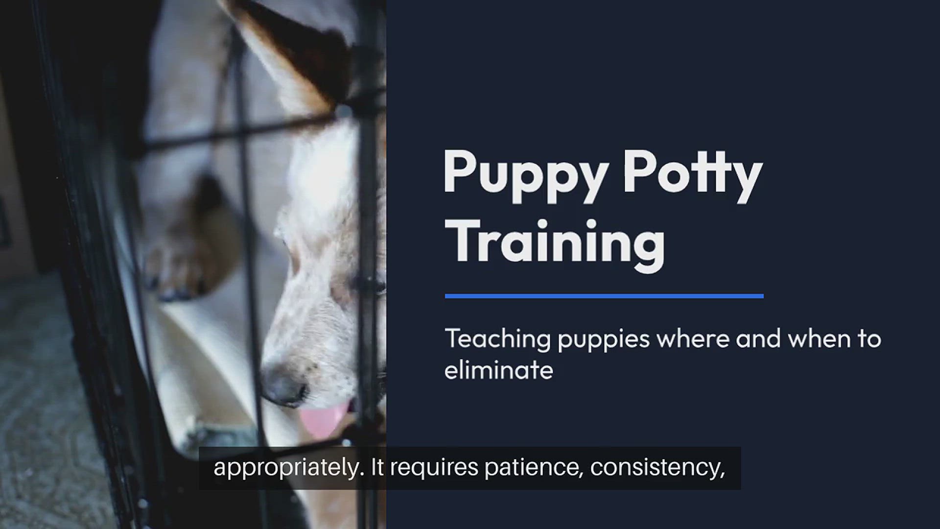 Video thumbnail for Puppy Potty Solutions