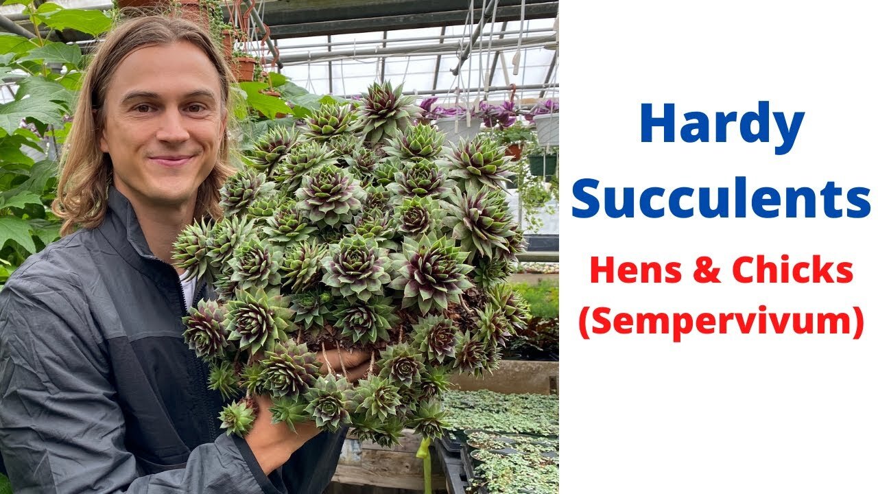 Video thumbnail for HENS AND CHICKS Sempervivum Hardy Succulents