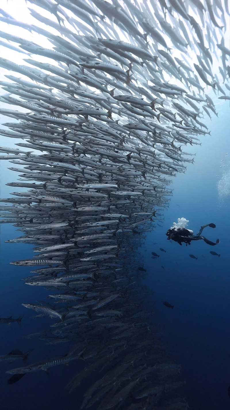 Video thumbnail for Diver Surrounded by a Towering Barracuda Tornado at Sipadan