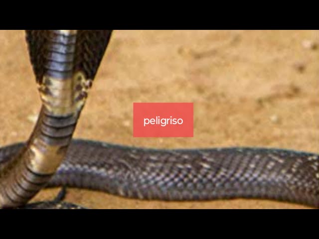 Video thumbnail for peligro seepiete