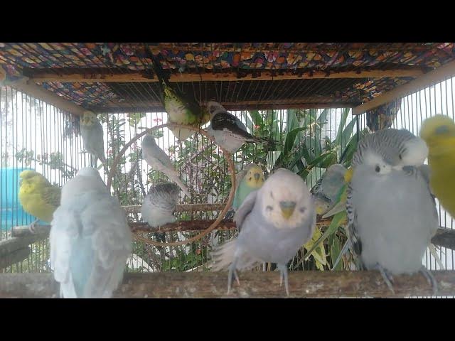 Video thumbnail for セキセイインコの幸せな1日☀️自然ごはんでリフレッシュ🍎