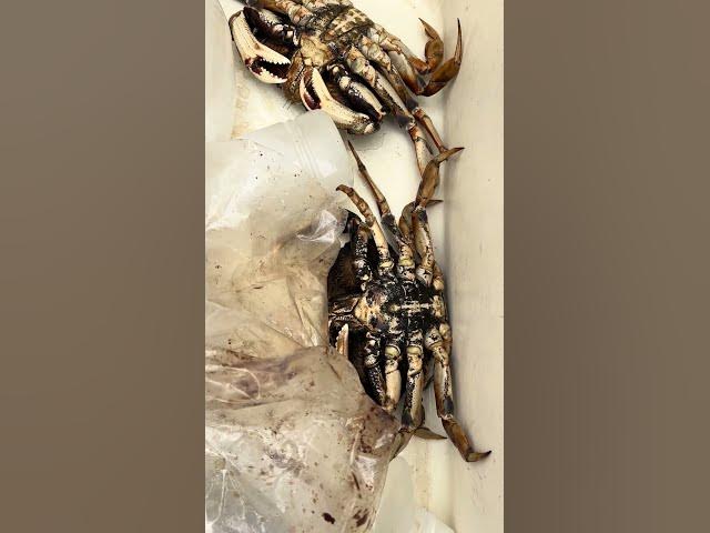 Video thumbnail for Less than stellar day pulling my crab pots, learning lot about multi day soaks!