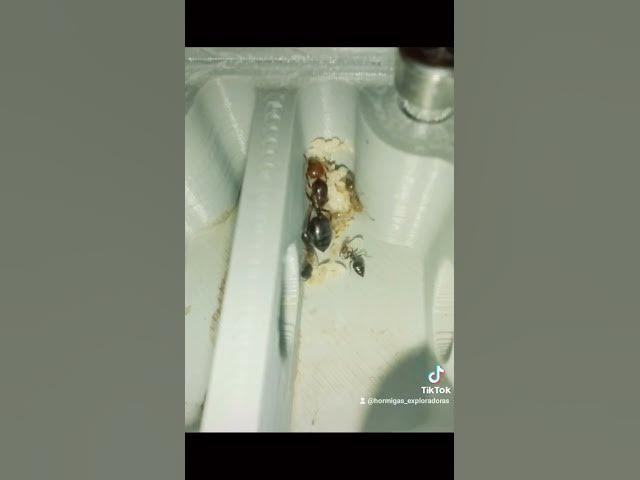 Video thumbnail for Aquí os presento mi nueva colonia de #crematogaster #scutellaris❤️😋#shorts