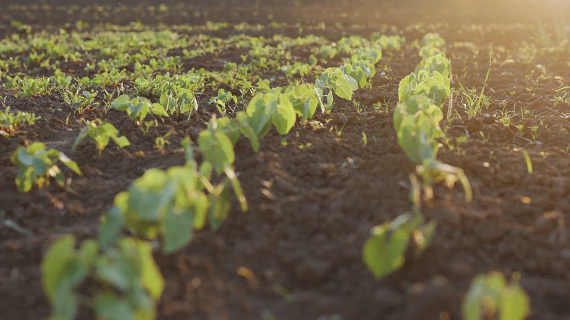 'Video thumbnail for Are Green Beans Fruits or Vegetables'