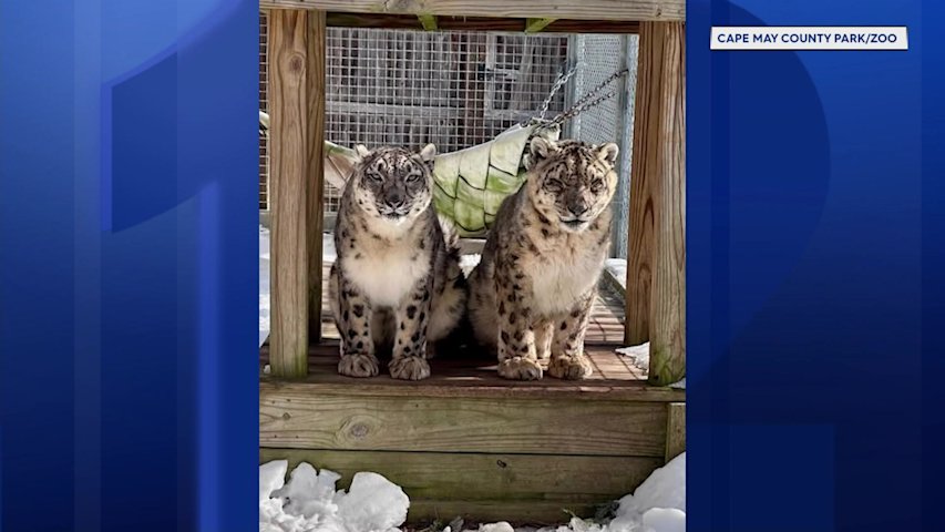 Video thumbnail for Cape May County Zoo mourns loss of two snow leopards