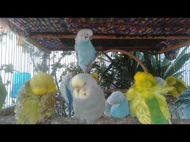 Video thumbnail for 🌳 9 Minutos Cores Tropicais e Canto Natural de Pássaros para Relaxamento Instantâneo 💫