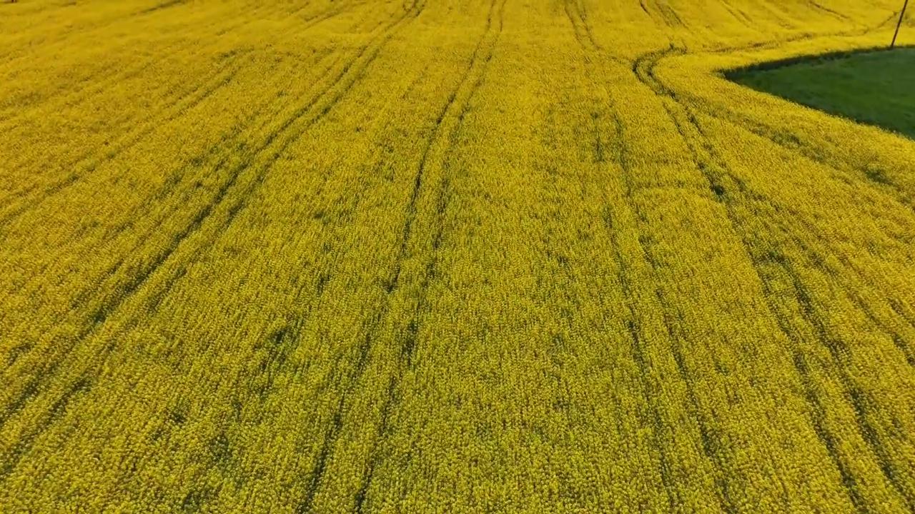 Video thumbnail for Türkiye: Canola fields bloom into yellow landscape in Türkiye’s Samsun.