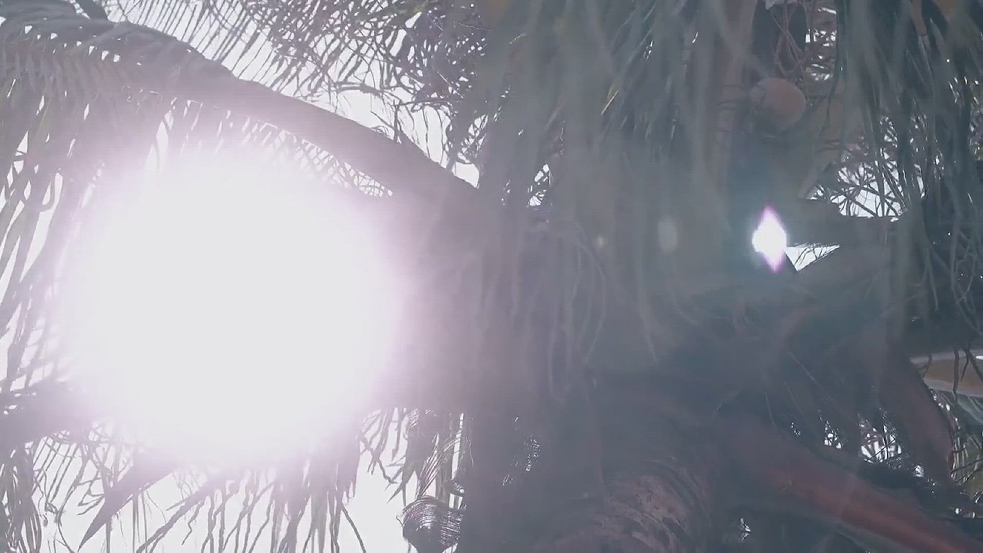 'Video thumbnail for Type of Small Florida Palm Trees'